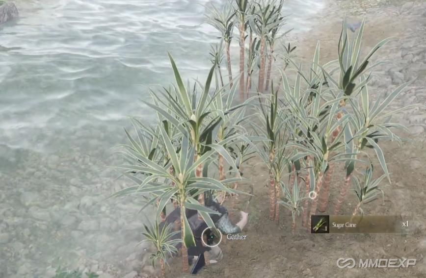 Sugar Cane Gathering Location in Chrono Odyssey