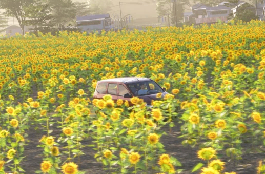 Forza Horizon 6 Cars